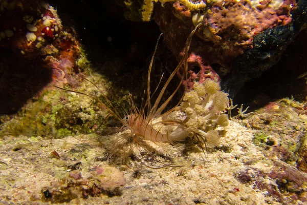 Portait di un piccolo pesce leone — Foto Stock