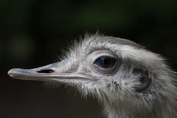 Nandu portre — Stok fotoğraf