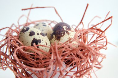 yumurta. Bıldırcın yumurta. Benekli yumurta. küçük yumurta. Beyaz arka plan. stok fotoğraf. Üstten Görünüm