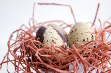 yumurta. Bıldırcın yumurta. Benekli yumurta. küçük yumurta. Beyaz arka plan. stok fotoğraf. Üstten Görünüm