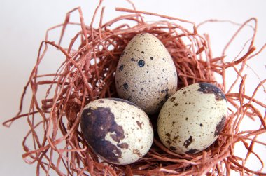 yumurta. Bıldırcın yumurta. Benekli yumurta. küçük yumurta. Beyaz arka plan. stok fotoğraf. Üstten Görünüm