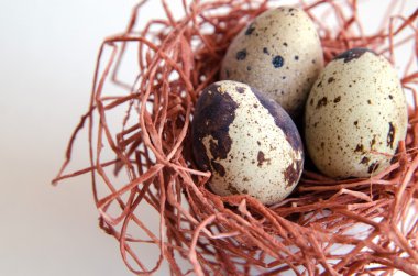 yumurta. Bıldırcın yumurta. Benekli yumurta. küçük yumurta. Beyaz arka plan. stok fotoğraf. Üstten Görünüm