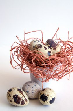 yumurta. Bıldırcın yumurta. Benekli yumurta. küçük yumurta. Beyaz arka plan. stok fotoğraf. Üstten Görünüm