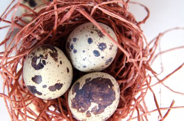 yumurta. Bıldırcın yumurta. Benekli yumurta. küçük yumurta. Beyaz arka plan. stok fotoğraf. Üstten Görünüm