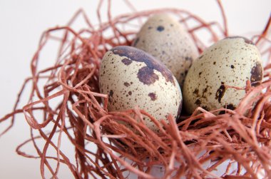 yumurta. Bıldırcın yumurta. Benekli yumurta. küçük yumurta. Beyaz arka plan. stok fotoğraf. Üstten Görünüm