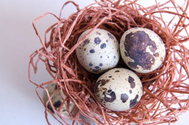 yumurta. Bıldırcın yumurta. Benekli yumurta. küçük yumurta. Beyaz arka plan. stok fotoğraf. Üstten Görünüm