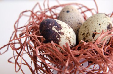 yumurta. Bıldırcın yumurta. Benekli yumurta. küçük yumurta. Beyaz arka plan. stok fotoğraf. Üstten Görünüm