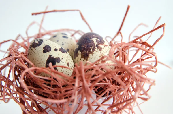 yumurta. Bıldırcın yumurta. Benekli yumurta. küçük yumurta. Beyaz arka plan. stok fotoğraf. Üstten Görünüm
