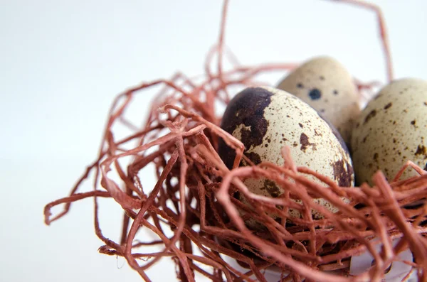 yumurta. Bıldırcın yumurta. Benekli yumurta. küçük yumurta. Beyaz arka plan. stok fotoğraf. Üstten Görünüm