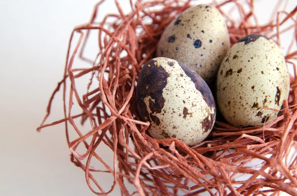 yumurta. Bıldırcın yumurta. Benekli yumurta. küçük yumurta. Beyaz arka plan. stok fotoğraf. Üstten Görünüm