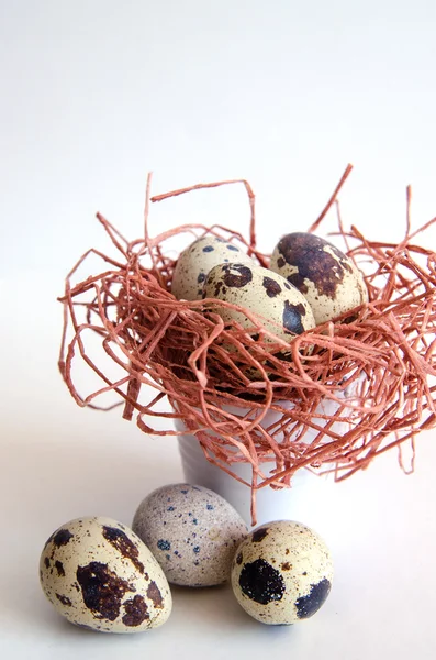 yumurta. Bıldırcın yumurta. Benekli yumurta. küçük yumurta. Beyaz arka plan. stok fotoğraf. Üstten Görünüm