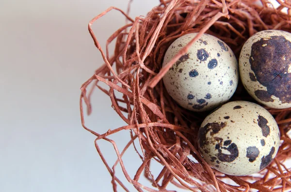 yumurta. Bıldırcın yumurta. Benekli yumurta. küçük yumurta. Beyaz arka plan. stok fotoğraf. Üstten Görünüm