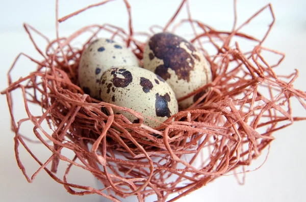 yumurta. Bıldırcın yumurta. Benekli yumurta. küçük yumurta. Beyaz arka plan. stok fotoğraf. Üstten Görünüm