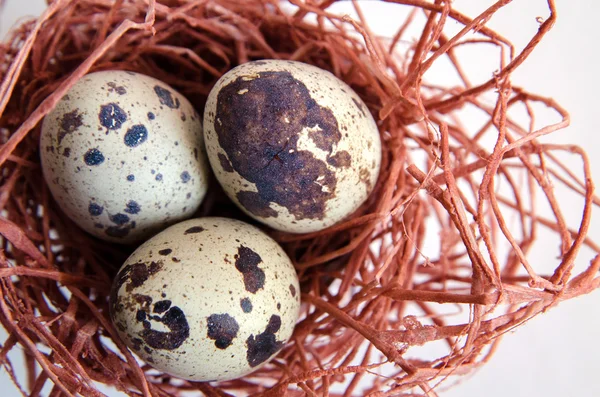 yumurta. Bıldırcın yumurta. Benekli yumurta. küçük yumurta. Beyaz arka plan. stok fotoğraf. Üstten Görünüm