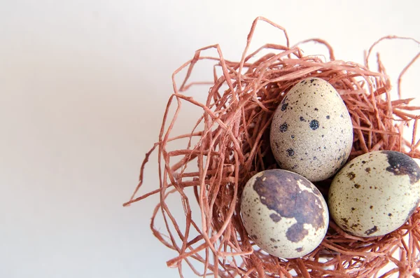 yumurta. Bıldırcın yumurta. Benekli yumurta. küçük yumurta. Beyaz arka plan. stok fotoğraf. Üstten Görünüm