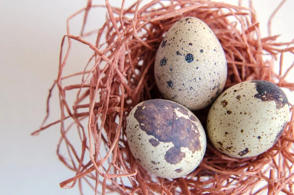 yumurta. Bıldırcın yumurta. Benekli yumurta. küçük yumurta. Beyaz arka plan. stok fotoğraf. Üstten Görünüm