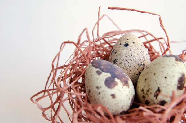 Egg. quail egg. speckled egg. little egg. white background. stock photo. top view — Stock Photo, Image