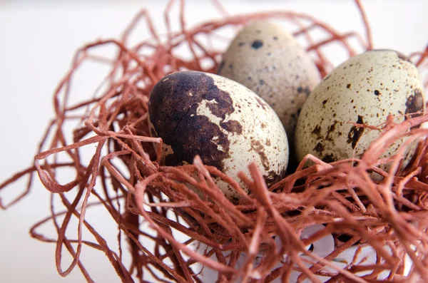 yumurta. Bıldırcın yumurta. Benekli yumurta. küçük yumurta. Beyaz arka plan. stok fotoğraf. Üstten Görünüm