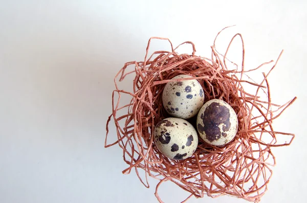 yumurta. Bıldırcın yumurta. Benekli yumurta. küçük yumurta. Beyaz arka plan. stok fotoğraf. Üstten Görünüm