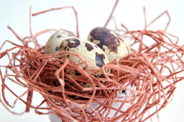 Ei. Wachtelei. Ei gesprenkelt. Kleines Ei. weißer Hintergrund. Archivbild. Ansicht von oben — Stockfoto