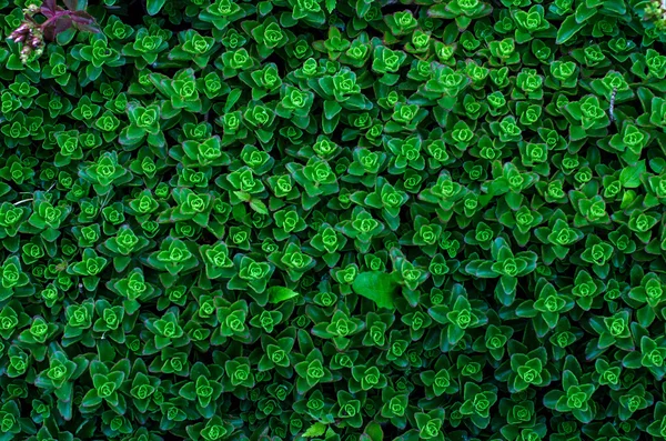 yeşil çim. çim. yeşillik. Bitkisel arka plan. yeşil arka plan