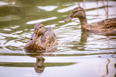 bir göl kenarında iki ördek.