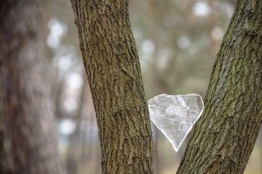 Ağaç buz kalp. Sevgililer günü kavramı