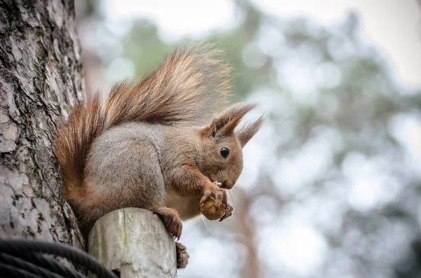 Esquilo comendo uma noz na árvore — Fotografia de Stock