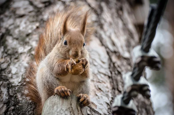 Écureuil manger une noix sur l'arbre — Photo