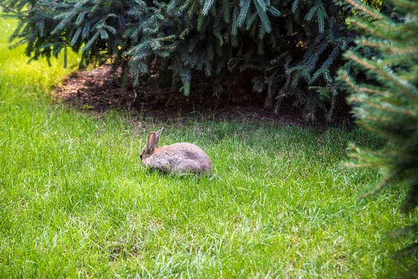 Dois Coelhinhos Doces Caminhando Prado Comendo Grama Fundo Páscoa Primavera — Fotografia de Stock