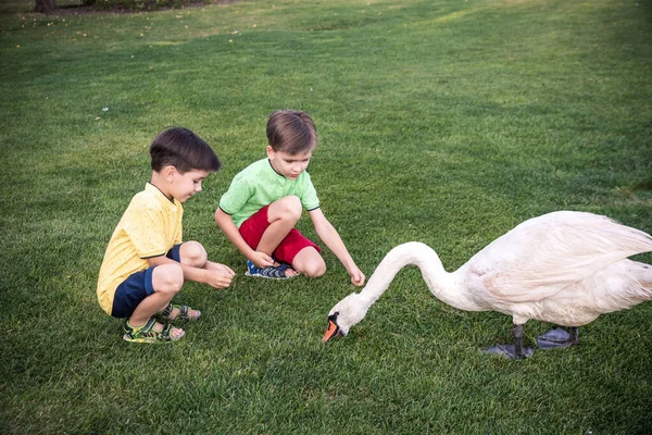 动物的照料和安全概念 两个小男孩在和美丽的天鹅玩耍孩子们和大白鸟玩得开心 — 图库照片