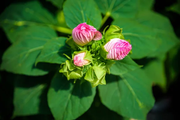 Bright pink flower of hibiscus Hibiscus rosa sinensis on green background. Karkade native to tropical regions. Hawaiian wild pink Hibiscus Plant. Hibiscus comprising several hundred species.