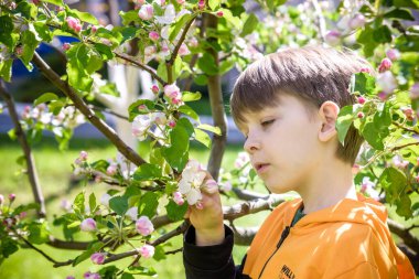 Bahar bahçesinde elma açan çocuk..