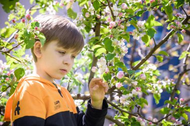 Bahar bahçesinde elma açan çocuk..