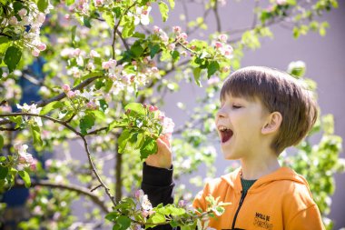 Bahar bahçesinde elma açan çocuk..