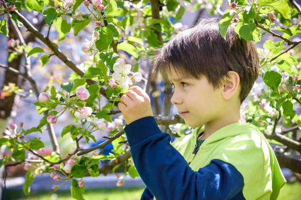 Хлопчик Яблуні Розквітає Весняному Саду — стокове фото