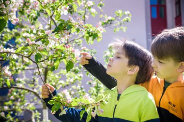 Çiçek açan yaban elmasının yanında duran iki çocuk, bahar bahçesinde çiçek açıyor. Arkadaşlık kavramı.