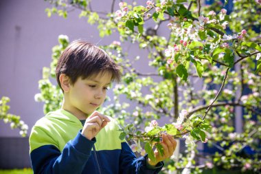 7 yaşındaki bir çocuk bahar öğleden sonra çiçek açan bir ağaca bakar..
