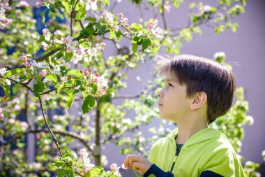 7 yaşındaki bir çocuk bahar öğleden sonra çiçek açan bir ağaca bakar..