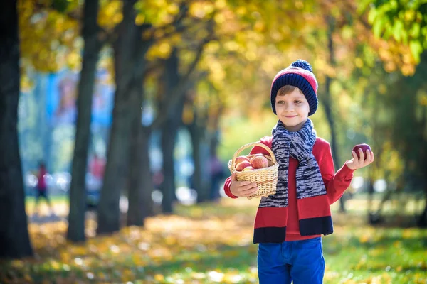 孩子们在秋天摘苹果 小男孩在苹果树果园里玩耍 孩子们在篮子里摘水果 幼儿在秋天的收获时吃水果 孩子们在户外玩的很开心健康营养 — 图库照片