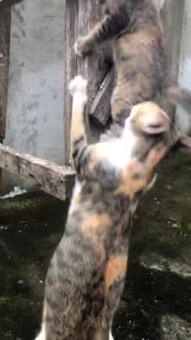 Anne kedi ve yumuşak kürklü kediler oynuyor ve tırmanıyor. 4k Videolar