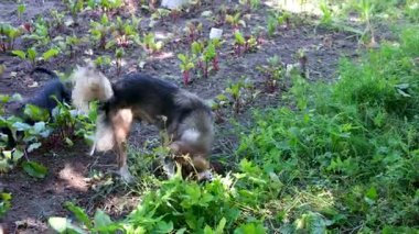 Kırsal alanda iki köpek toprakta derin bir çukur kazıyor. Bir yaşlı huysuz köpek ve bir küçük köpek ile bir diğeri eğlenceli kırsal hayvan davranışlarına katılıyor..