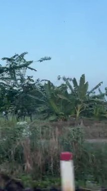 Phu Quoc adasından Ho Chi Minh şehrine yeşil pirinç tarlaları, palmiye ağaçları, küçük köyler ve geleneksel evler ile Vietnam manzaralı kırsal kesimlerinden geçerek.