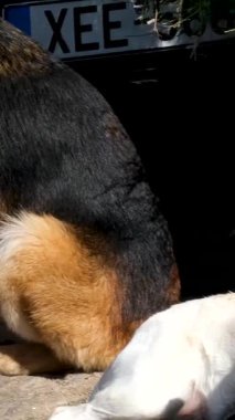 Güneşli bir günde Yunanistan, Mykonos Adası 10.06.2025 manzaralı bir günde turistlerden bozuk para toplayan başıboş köpeklerle çevrili Mykonos Adası 'nda tekerlekli sandalyede müzik çalan bir adamın portresi