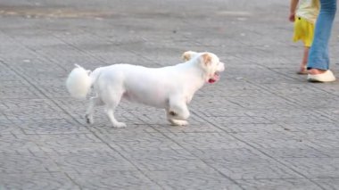 Dili dışarı çıkmış neşeli beyaz köpek deniz kenarındaki gezinti alanında kuyruğunu sallayarak okyanus kenarında özgürlüğün tadını çıkarıyor..