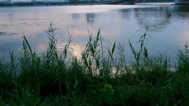 Bir rıhtım gölün kenarında güzel bir su manzarası var. Rıhtım ahşap ve etrafında birkaç yabani ot yetişiyor. Sahne huzurlu ve sakin, su yansıyor. .