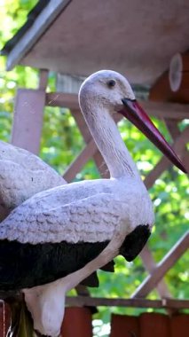 Bahçede duran iki turna heykeli kırmızı gagalı, yemyeşil arka plan, gün ışığı, orta yaklaşım. Yüksek kalite 4k görüntü