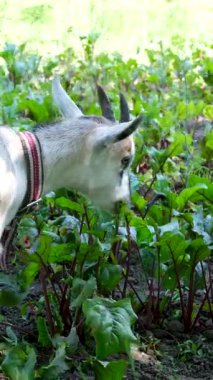 Meraklı keçi bir sebze bahçesine girdi pancar ve genç bitkiler yiyor eğlenceli çiftlik hayvanları canlı kırsal bir bahçe sahnesinde mahsullere zarar veriyor yaz çiftliği hayvancılık doğası.