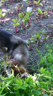 Kırsal alanda iki köpek toprakta derin bir çukur kazıyor. Bir yaşlı huysuz köpek ve bir küçük köpek ile bir diğeri eğlenceli kırsal hayvan davranışlarına katılıyor..