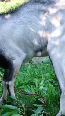 Keçi, köyün bahçesinde çimen ve düşen dut dalları yerken yaşlı bir köpek, huzurlu kırsal kesimdeki hayvanların doğal etkileşimlerini göstererek yavaşça geride yürüyor..